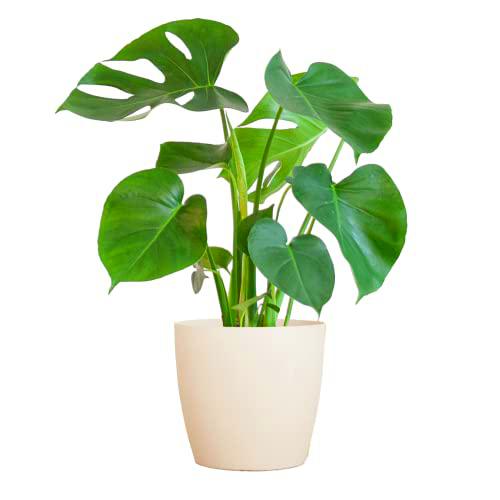 BloomPost Maceta de fibra Monstera Deliciosa, blanca