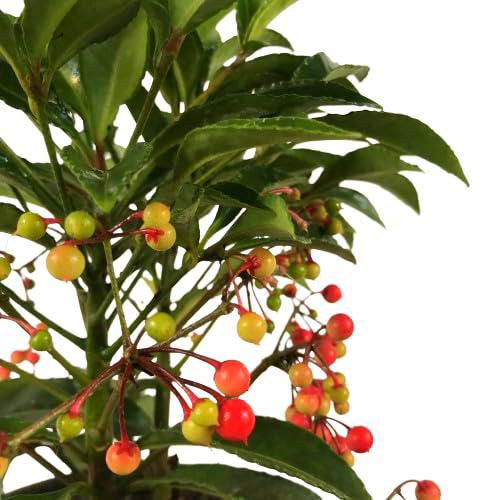 Ardisia Crenata Arbusto Natural y Resistente para un Jardín de Invierno Encantador