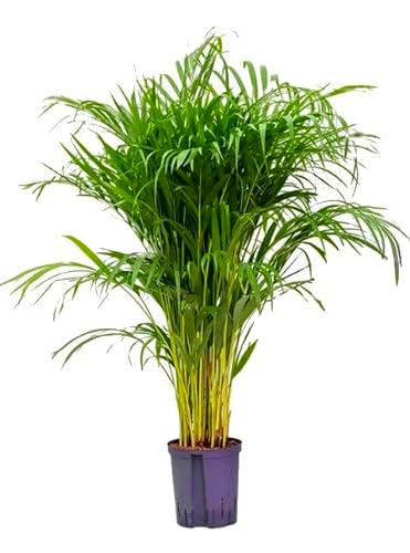 Areca 100cm Exuberante Planta Natural en Maceta de 17 cm