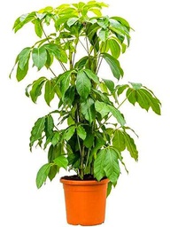 Encantadora Schefflera Natural Altura de ± 100cm en Maceta de 20cm