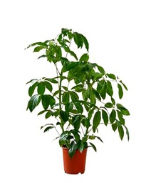 Schefflera Actinophylla Árbol Natural de más de 90cm de Altura y Fácil de Cuidar