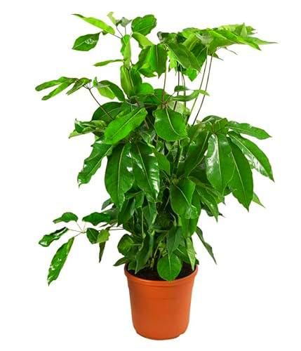 Schefflera Actinophylla Natural Árbol Ornamental Fácil de Cuidar con Altura de más de 90cm