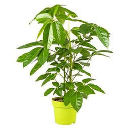 Schefflera Actinophylla ±100cm - Árbol de Exterior de Fácil Mantenimiento