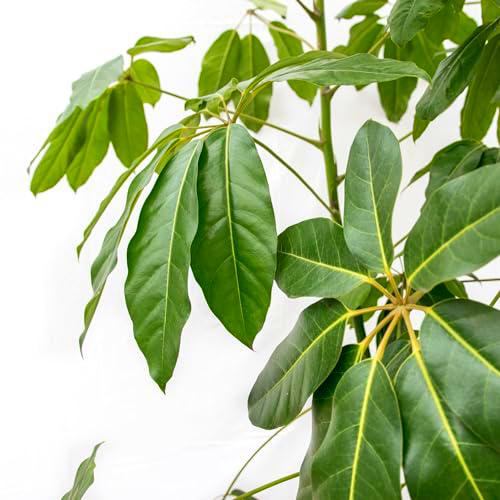 Schefflera Actinophylla ±100cm Altura - Árbol de Exterior Fácil de Cuidar