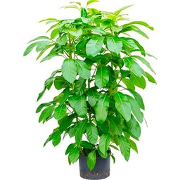 Schefflera Actinophylla Árbol Natural de más de 90cm de Altura Perfecto para Exterior