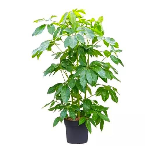 Schefflera Actinophylla Natural Árbol de Exterior de Altura Superior a 90cm y Fácil Mantenimiento