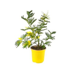 Mimosa Natural ±100cm Añade Belleza Natural a tu Jardín