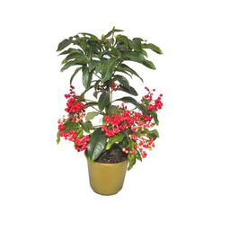 Ardisia Crenata Natural Arbusto de Navidad Fácil de Mantener