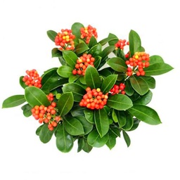 Ardisia Crenata Natural - el Arbusto de Navidad que Transformará tu Espacio Invernal