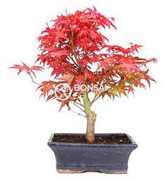 Bonsai - Arce japones, 9 Años (Bonsai Sei - Acer Palmatum Deshojo)