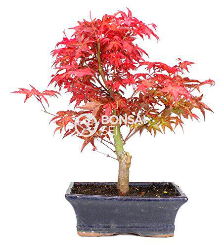 Bonsai - Arce japones, 9 Años (Bonsai Sei - Acer Palmatum Deshojo)