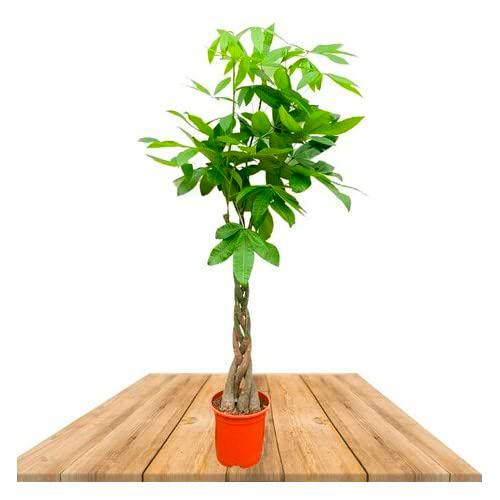 Pachira Aquatica Grande XL Altura 80cm Embellece tu Casa con esta Maravilla Natural