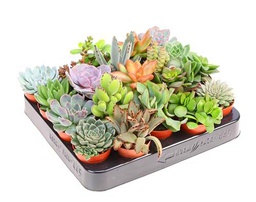 Kit de 20 Suculentas Plantas Naturales Ideales para Principiantes