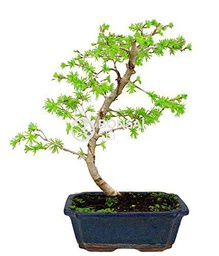 Bonsai - Alerce chino/ Falso alerce, 12 Años (Bonsai Sei