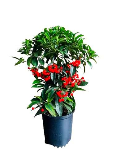 Ardisia Crenata Natural Árbol Fácil de Cuidar para un Jardín de Invierno