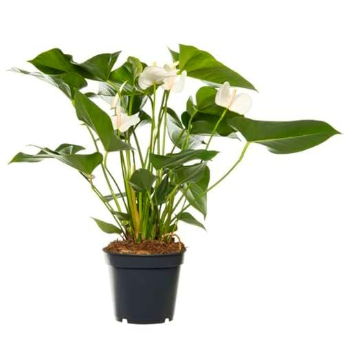 Anturio Blanco Grande ± 65cm de Altura Anthurium Flor Blanca