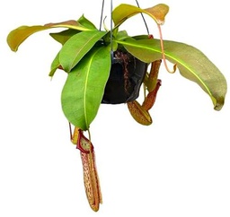 Nepenthes Planta Carnívora Nombre Común Copas de Modo Planta Viva