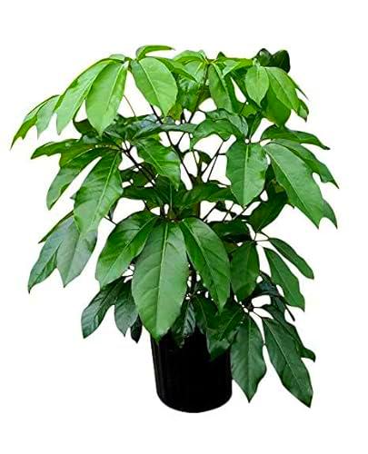 Schefflera Actinophylla Eleva tu Espacio Exterior con Este Árbol de ± 100cm