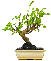 Bonsái Natural de Higuera con Maceta de Cerámica Ornamental Ficus Carica