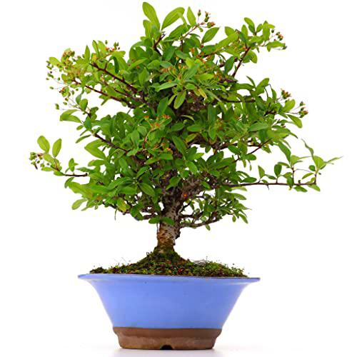 Bonsái Pyracantha PREMIUM Árbol Espino de Fuego Natural