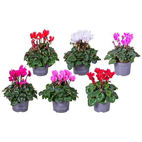 Flores de Invierno - Pack 6 Cyclamen - Violetas de los Alpes