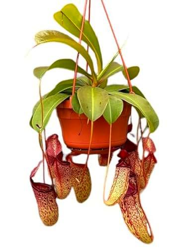 Nepenthes XL Planta Carnívora Grande Colgante