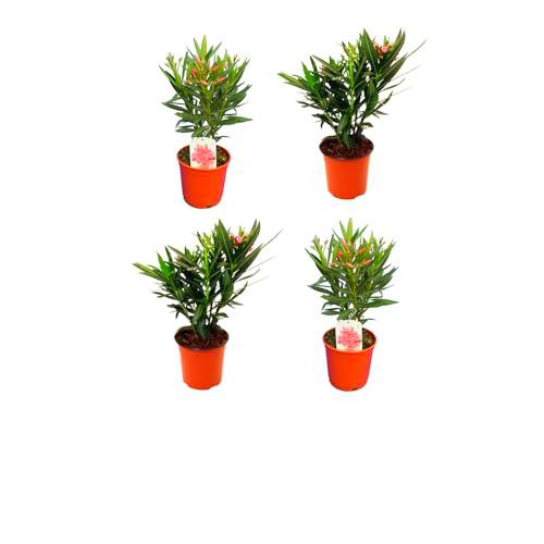 Pack de 4 Adelfa o Oleandro Natural Plantas de Flores para Jardines o Terrazas