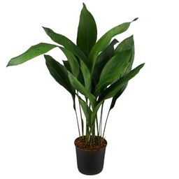 Aspidistra Natural Planta de Interior de Gran Tamaño y Belleza