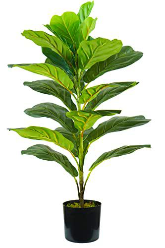 PLANTA FICUS LYRATA H. 75 cm 21 HOJAS