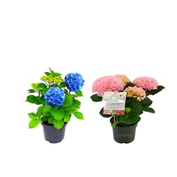 Dos Hortensias - Hydrangea Rosa + Hydrangea Azul - Plantas Naturales