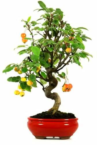 Bonsái Malus PREMIUM Bonsái Mediterráneo Árbol Manzano Frutal