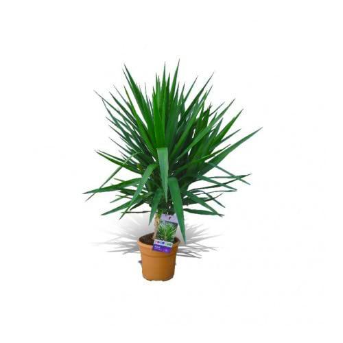 Yucca Elegans +100cm de Altura Planta Natural Resistente