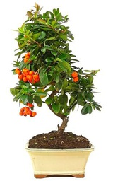 Bonsái Espina de Fuego Pyracantha Árbol con Frutos y Flores en Temporada