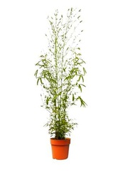 Bambú Phyllostachys Natural Planta de Exterior con Maceta de 5L