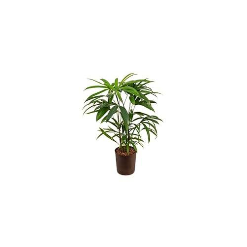 Rhapis Excelsa Natural Palmera de Interior de 60cm en Maceta