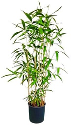 Bamboo XL - DECOALIVE - Planta de Exterior de 150cm de Altura