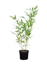 Bambú XL Natural - Phyllostachys - Planta Fácil de Cuidar en Maceta de 5L