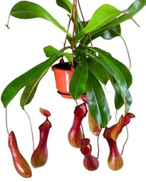 DECOALIVE Planta Copa de Mono Nepenthes Variedad de Planta Carnívora Exclusiva