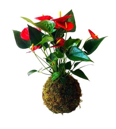 Anthurium Rojo KOKEDAMA Planta Natural en Recipiente de Musgo