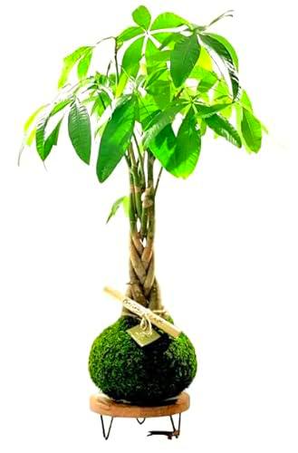 Kokedama Pachira Aquatica Planta de Salón - DECOALIVE