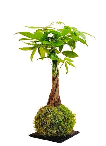 DECOALIVE | Pachira Aquatica |Kokedama Bola Musgo | Árbol del Dinero y Planta de la Fortuna