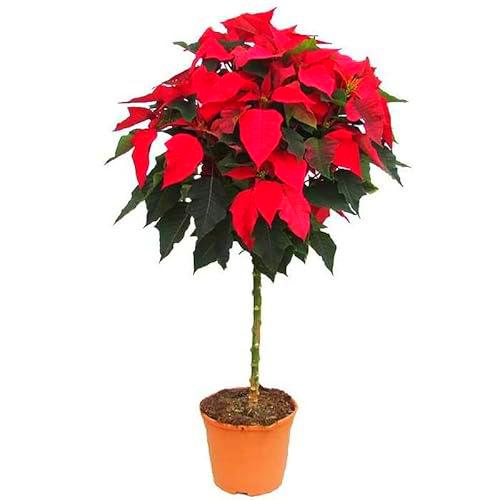 Árbol en Copa Natural - Poinsettia - la Joya de la Decoración Navideña