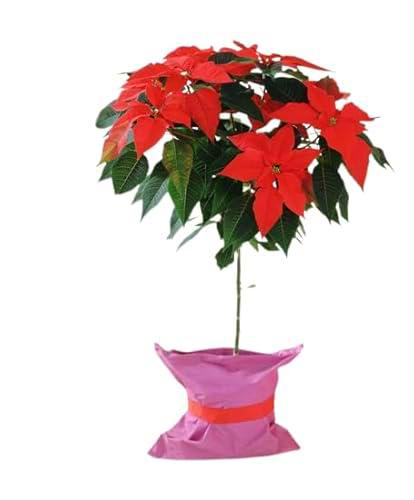 Poinsettia Copa Natural Majestuosa Planta Natural de Navidad