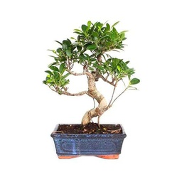 Bonsái Ficus Retusa Natural Árbol Popular por su Bello Aspecto