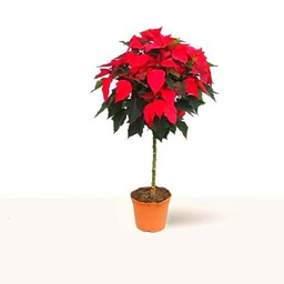 Poinsettia Copa Natural la Planta de Navidad que Impresiona por su Tamaño