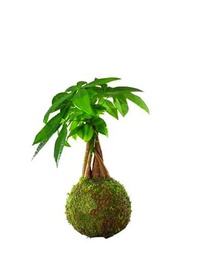 Pachira Aquatica Kokedama DECOALIVE Árbol del Dinero Vivo Envuelto en Musgo Natural