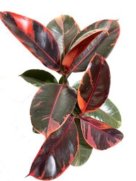 Ficus Elastica Ruby Grande Natural Árvol de Hojas Grandes