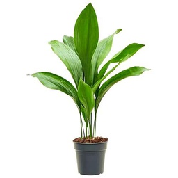 Aspidistra Natural Planta Oreja de Burro para Embellecer tu Hogar