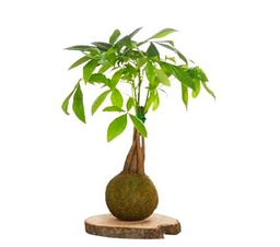 Kokedama Pachira Aquatica Bola de Musgo Vivo DECOALIVE Planta Natural de Interior