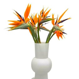 Bouquet de Flor de Ave del Paraíso Strelitzia con 10 Flores para Sorprender en Cualquier Evento